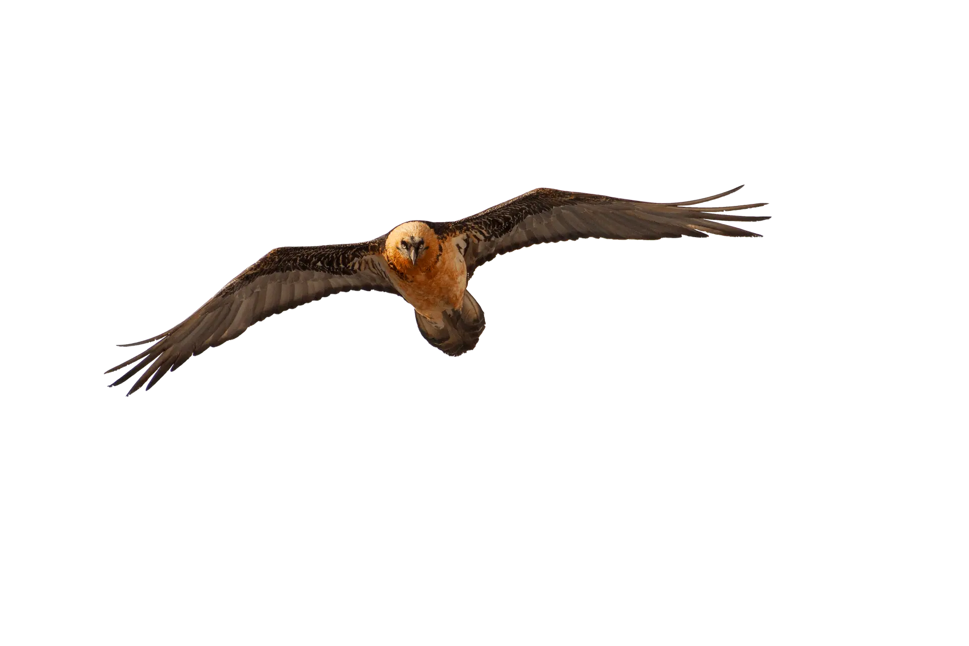 Bearded vulture